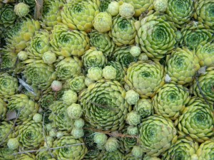 hens and chicks