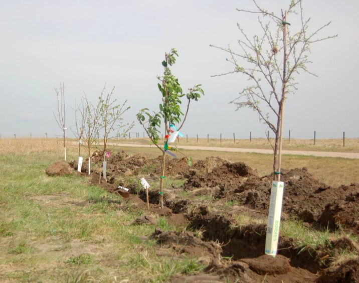 fruit trees