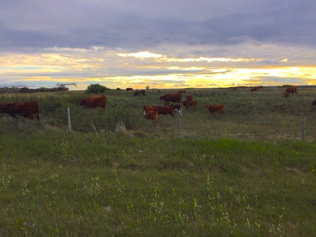 cows at Sarilia