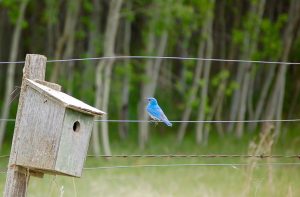 Blue bird captured by Annette at Sarilia